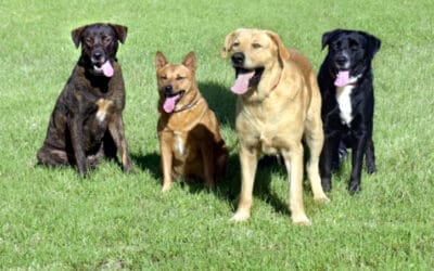 Subaru “Dog Tested. Dog Approved.™” Campaign Returns with a New Pack of Dogs and New Canine Social Capabilities