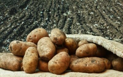 Want to Grow Your Fixed Ops Department? Cook a Potato First!