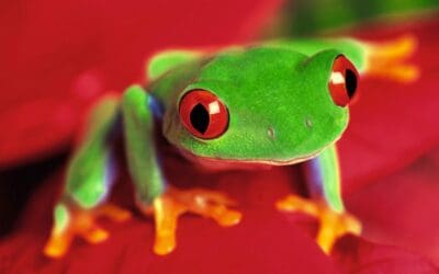 How to Boil a Frog with CRM