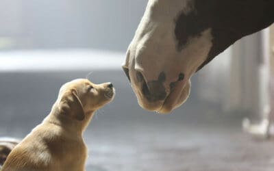 Which 2014 Super Bowl Commercials Won the YouTube Ad Blitz?
