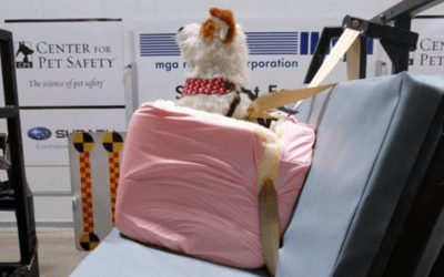 Bark If You Like SUVs