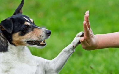 One Dealership’s Killer Community Support Program