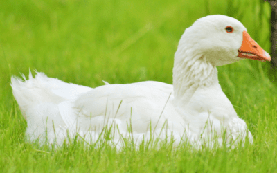 Is Your Dealership a Sitting Duck? Risk Mitigation in a World of Exploding Recalls