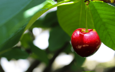 Are Your Salespeople Cherry-Picking Your Phone-Ups?