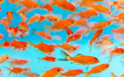 To Grow Big Try Thinking Small