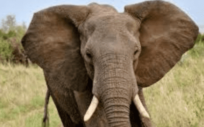 It’s Time to Address the 10,000-Ton Elephant in the Room