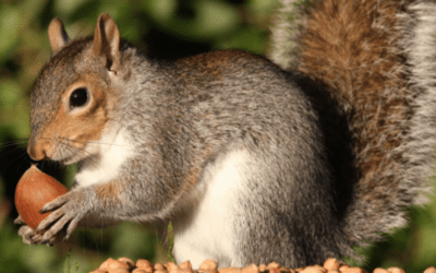 Patience: Why Squirrels Can’t Be in Charge of Business Decisions