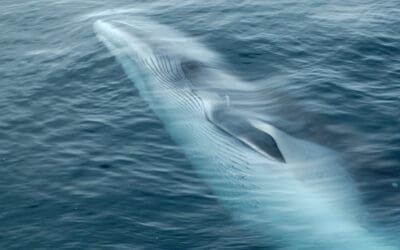 Are You Lonely in Your Communication with Customers?