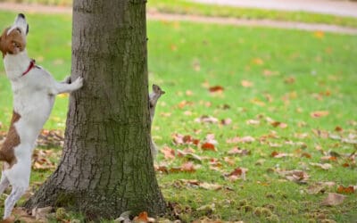 Stop Chasing Squirrels: The More You Know, the More You Sell