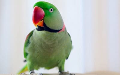 The Bird Is the Word